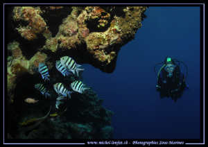 Red Sea atmospher... Caroline at the entrance of the Blue... by Michel Lonfat 